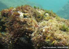turf algae