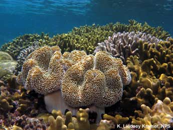 The coral reefs of War in the Pacific National Historical Park are habitat for more species of fish and corals than the other parks in the Pacific Island Network. Coral reef in Guam