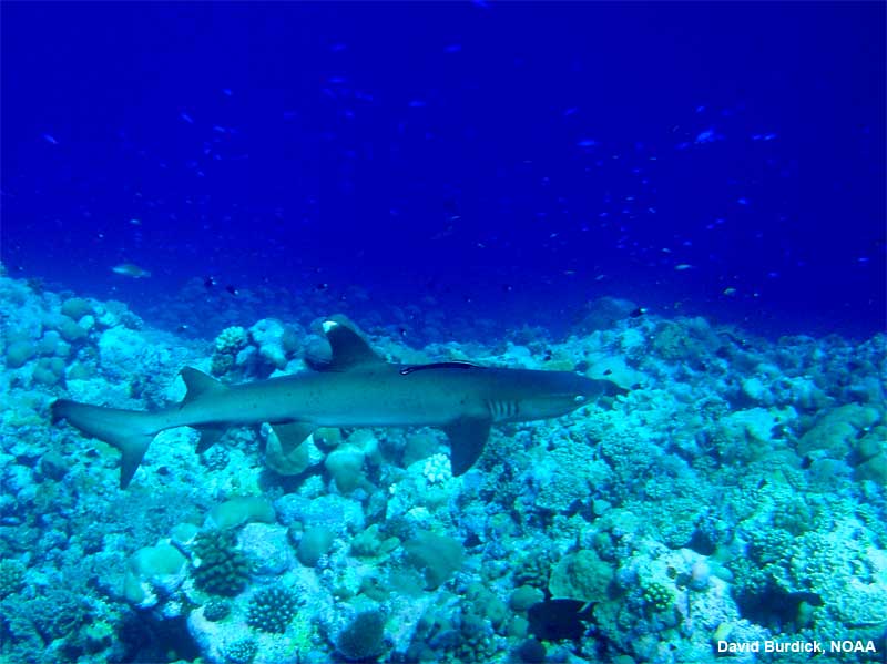 How does a coral reef's food chain work?